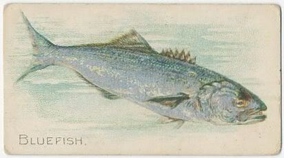 03 Bluefish